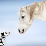 Seminar - Telepathie/Tiere