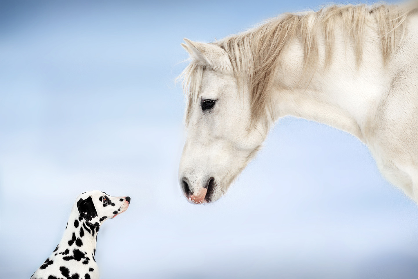 Seminar - Telepathie/Tiere